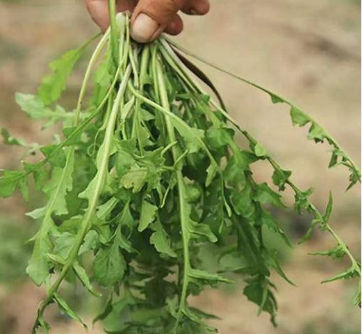 美国人开始薅野菜了;美国人吃野菜吗