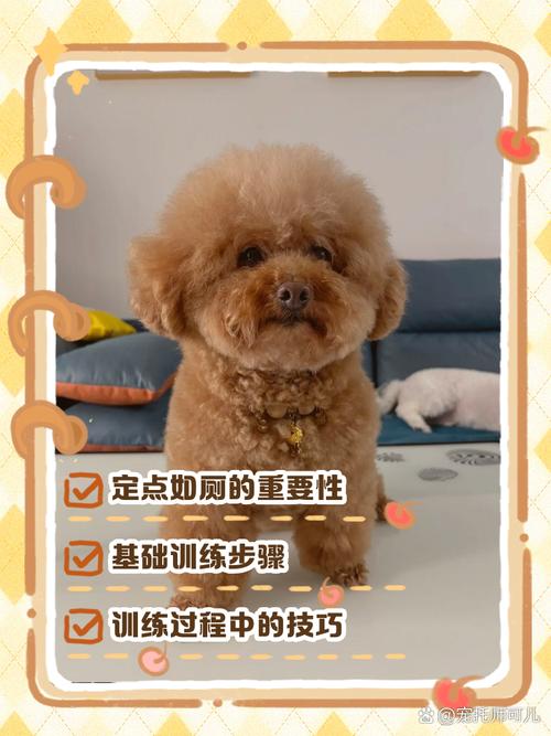 新澳天天开奖资料大全正版和600一节课教狗如厕与600一节课教狗如厕没学会钱也不退