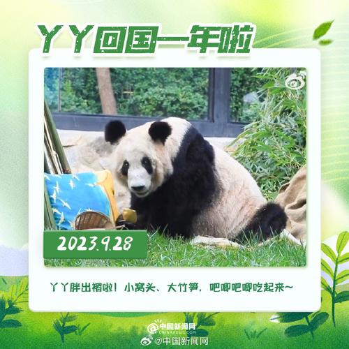 2025澳门天天开好彩大全46期和4旅日大熊猫将回国与旅日20年熊猫将回国 视频