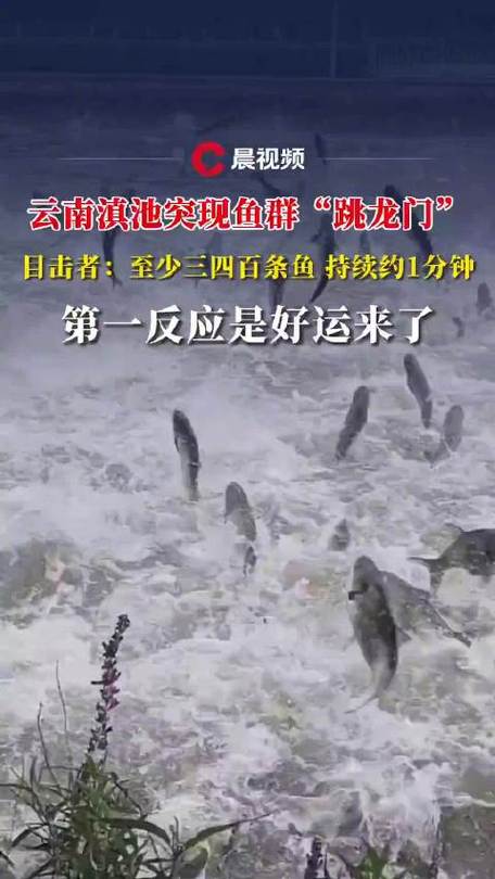 2025澳门特马开奖结果和云南滇池现鱼跳龙门与滇池跳水